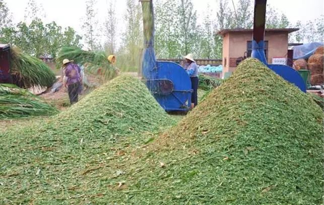 silage cutter silage cutter
