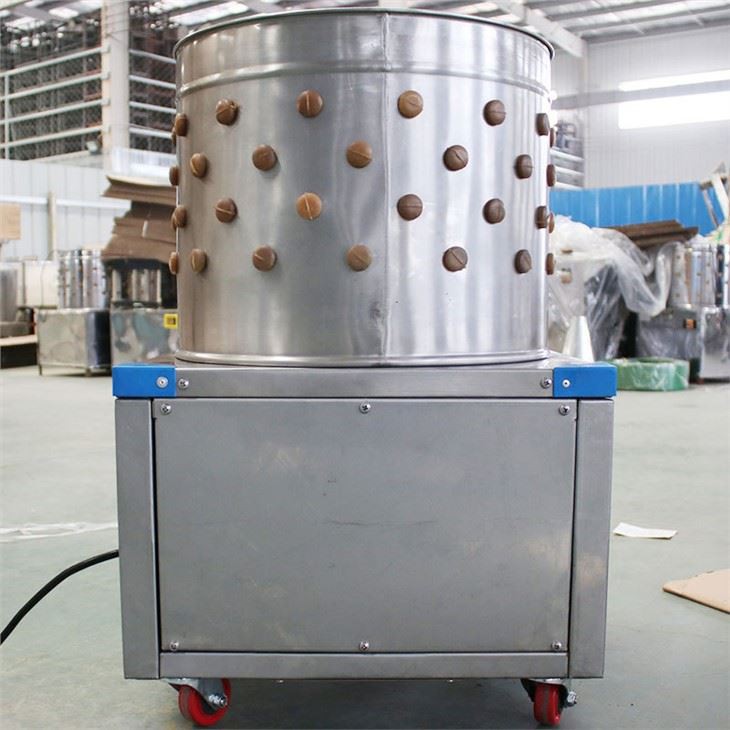 পোল্ট্রি চিকেন ফেদার প্লাকার